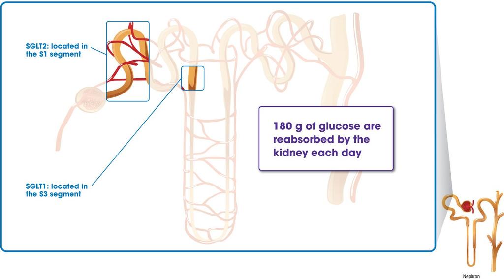A proximális csatorna felelős a glükóz reabszorpciójáért Proximális tubulus SGLT2 az S1 szegmentumban helyezkedik el SGLT1 az S3 szegmentumban helyezkedik el 180 g glukóz reabszorbeálódik a vesében