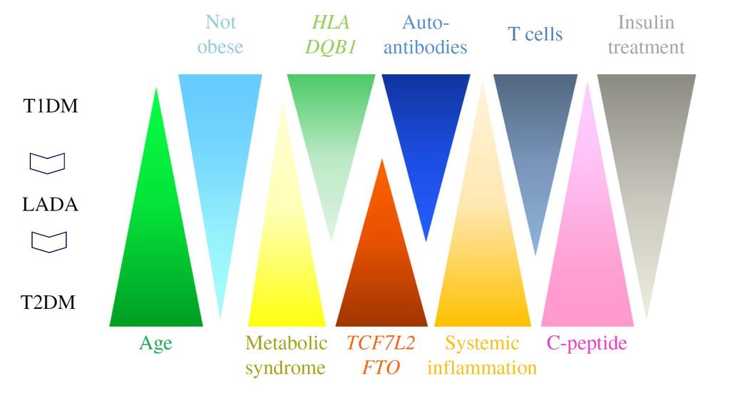 A klasszifikáció nehézségei: a diabetes különböző formáihoz köthető faktorok spektruma: átfedések Nincs obesitas HLA DQBl Autoantitestek