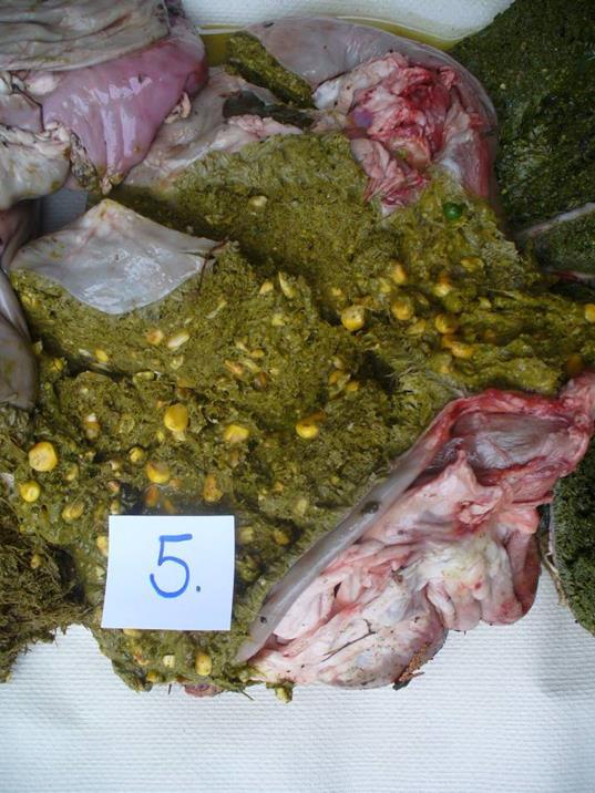 gyomor (Omasum) Oltógyomor (Abomasum) http://www.glogster.com Az előbélben fermentálás előnyei Az előbélben fermentálás nagyon hatékony az utóbélben fermentáláshoz (páratlan ujjú patások, pl.