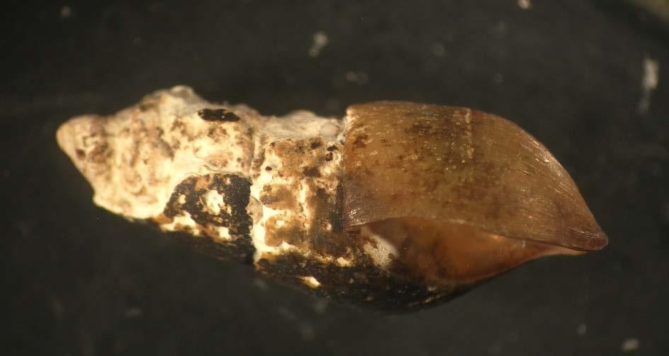 17. ábra. A védett Fagotia acicularis tornyos csiga héjának bemaródása, eróziója A jelenség hasonló a kovaalgáknál megfigyelt deformitáshoz.