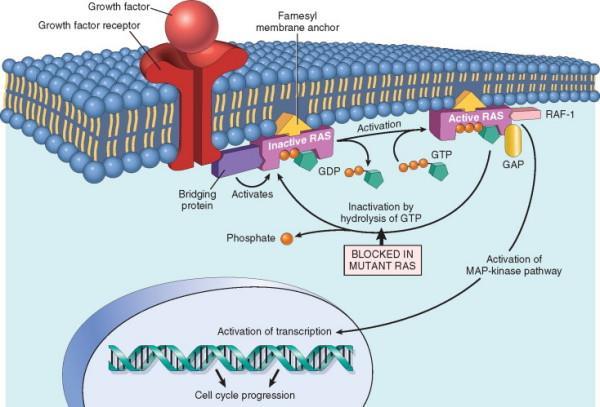 GÉNEK/PROTEINEK A JELÁTVITELBEN RAS protoonkogén, amely a plasma membrán, endoplasmaticus reticulum és Golgi membrán belső felszínén látható ras