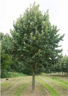 Uralkodó faj a kocsányos tölgy (Quercus robur), mely szárazságtűrő és rendkívül ellenálló, jó várostűrő.