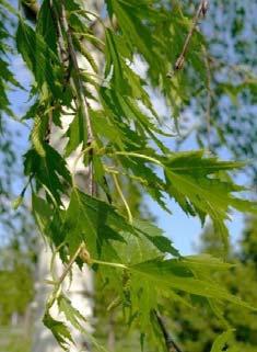 Megjelenik az állományban az ezüst hárs (Tilia tomentosa) mint elegyfaj, melynek Szeleste fajtája ültethető szoliterként parkokba, kedvező tulajdonságai közé tartozik a szárazság- és várostűrés.