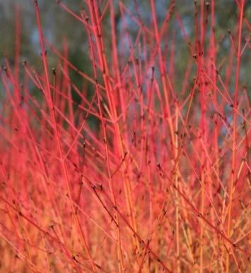 Somok közül a veresgyűrű som (Cornus sanguinea) jellemező a társulásra, ennek választható