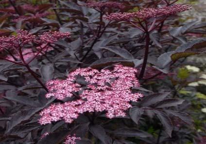 Ajánlható a fogyaszthatósága miatt értékes fekete bodza (Sambucus nigra), melynek ismertek