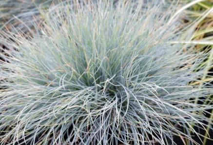 is egyaránt a csenkeszek (Festuca sp.), egyes sás fajok (Carex sp.