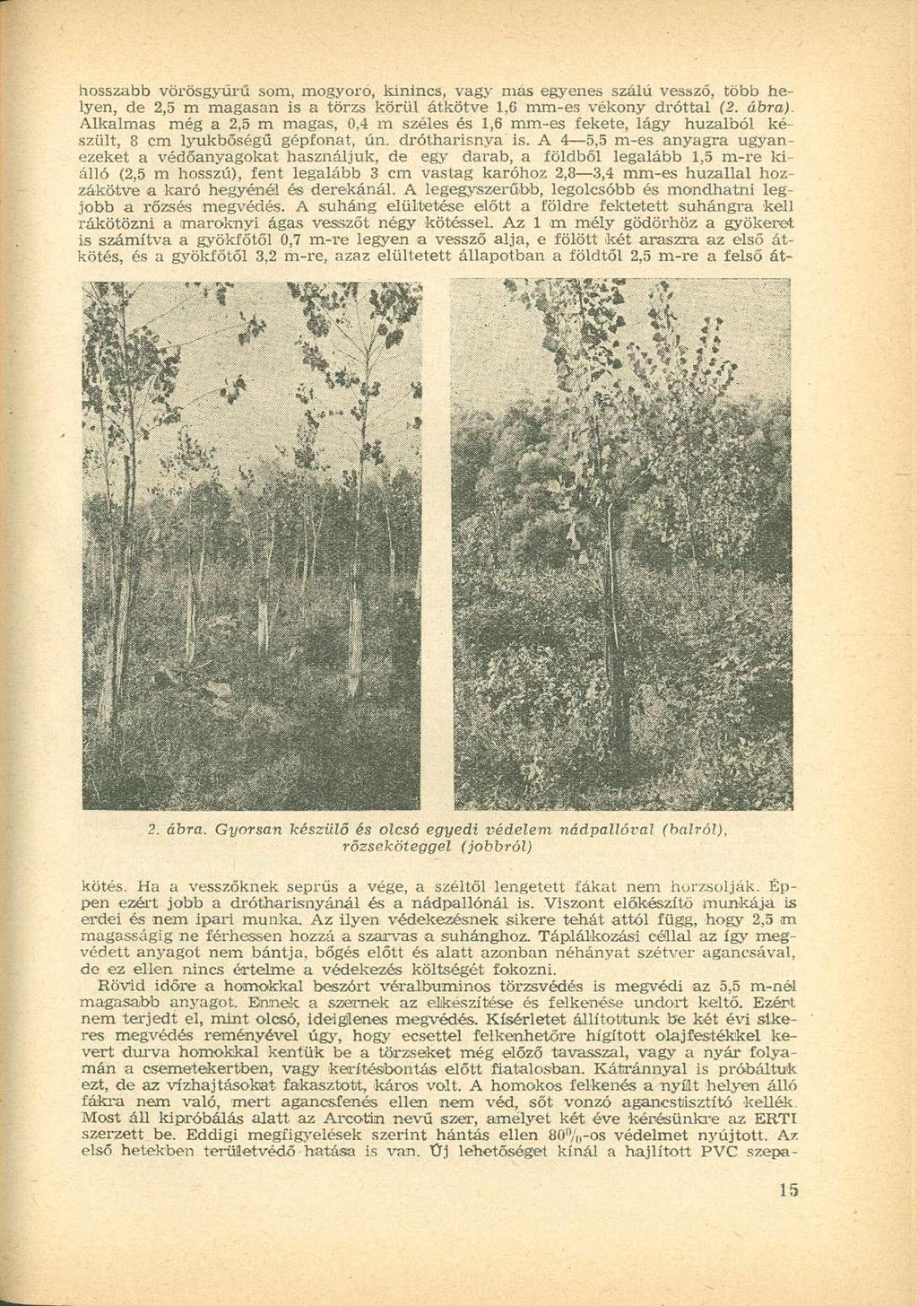 hosszabb vörösgyűrű som, mogyoró, kinincs, vagy más egyenes szálú vessző, több helyen, de 2,5 m magasan is a törzs körül átkötve 1,6 mm-es vékony dróttal (2. ábra).