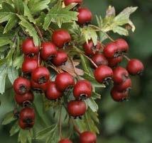 Shine. Jó alkalmazkodóképességűek, szárazságtűrők, sőt utóbbiból még sövény is nevelhető.