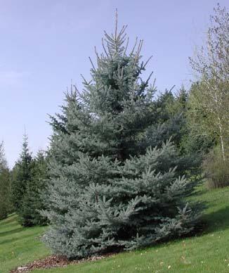 Leggyakoribb a fekete nyár (Populus nigra) és a fehér fűz (Salix alba), melyek fajtái jól alkalmazhatók méretükből és növekedési erélyükből adódóan főként közterületi zöldfelületeken.