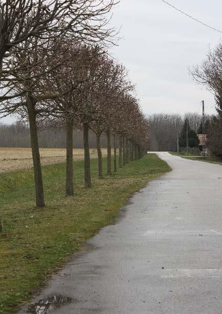 A gyertyánnak viszont kihasználható nagyon előnyös tulajdonsága, miszerint jól metszhető, alakítható, így akár sövényt is nevelhetünk belőle.