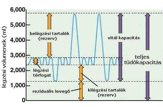 II.2. LÉGZÉSI PARAMÉTEREK VÁLTOZÁSA Erőltetett belégzéssel még további levegőmennyiség lélegezhető be (belégzési rezerv; 2-2,5 l), ill.