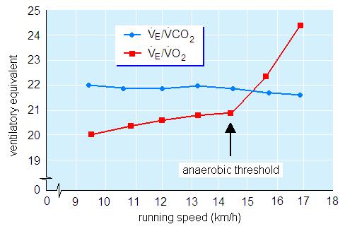Ventillációs küszöb Az AT meghatározásának másik, non-invazív módja a ventillációs küszöb (Ventilation Threshold TVE) vizsgálata.