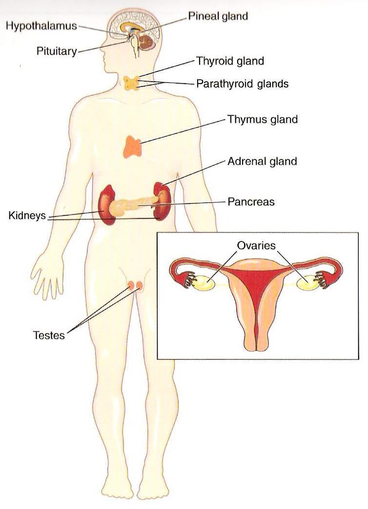 Endokrin szervrendszer 1. Agyalap-Hypothalamus 2. Tobozmirigy 3. Agyalapi mirigy 4. Pajzsmirigy 5. Mellék pajzsmirigy 6. Csecsemőmirigyek 7. Mellékvesék 8. Hasnyálmirigy 9.