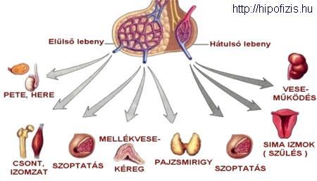 Az agyalapi mirigy hormon termelése Az elülső lebeny hormonjai: - mellékvese kéregállományára ható hormon (ACTH); - pajzsmirigyserkentő hormon (TSH); - tüszőérést serkentő hormon (FSH); - sárgatest