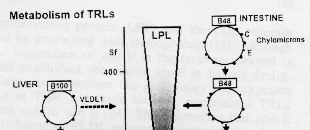 (triglyceride rich