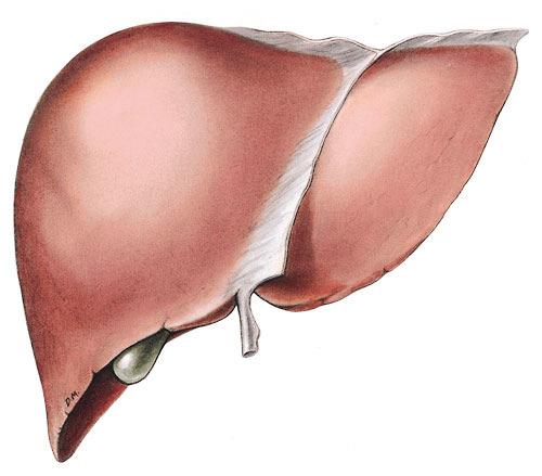 Inzulinrezisztencia Zsírszövet Inzulin/ glükóz szint HSL Plazma FFA de novo lipogenezis Triglicerid akkumuláció FFA Triglicerid szintézis NAFLD/NASH Táplálkozással bevitt zsír β-oxidáció VLDL