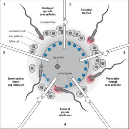 Férfi oldali kivizsgálások Infertilitási probléma HABAB vizsgálatokkal párhuzamosan: - Anatómiai elváltozások, sérülés - Spermatogram -DNS fragmentáció -Genetikai vizsgálat (FISH technika)