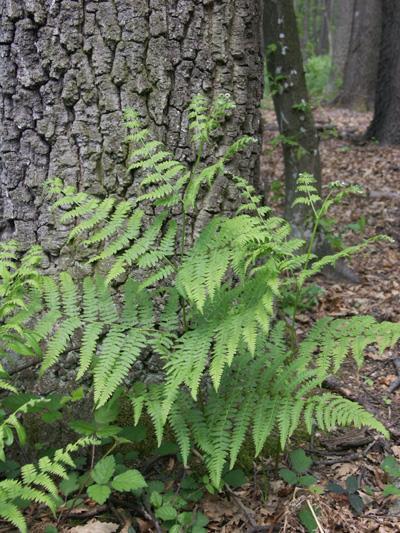 Pteridium aquilinum közönséges saspáfrány () 60-220 cm, állományalkotó G 1 2-3-szorosan szeldelt, fonáka rendszerint molyhos spórával kevésbé terjed, (a levélfonákon