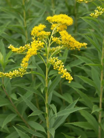 Solidago gigantea magas aranyvessző G 1 Angol neve: Giant goldenrod, német neve: Riesen-Goldrute 20-250 cm magas, kopasz, csak a virágzatban szőrös, tarackjai