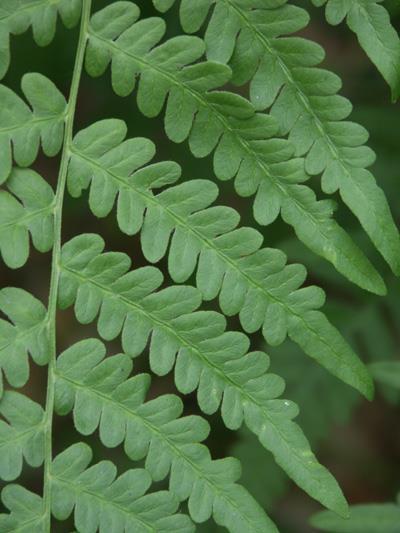 Pteridium