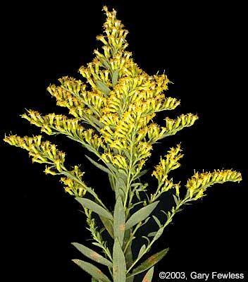 Solidago