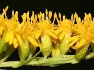 Solidago