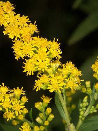 Solidago