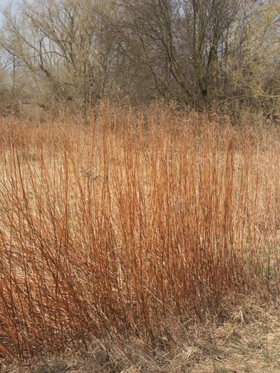 Solidago