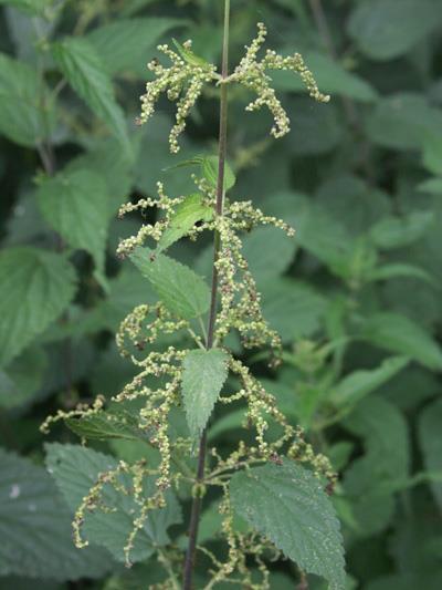 Urtica dioica nagy csalán G 1 30-150 cm magas, egyszerű és fullánkszőrös, kétlaki keresztben átellenes, tojásdad, fűrészes szélű május-október,