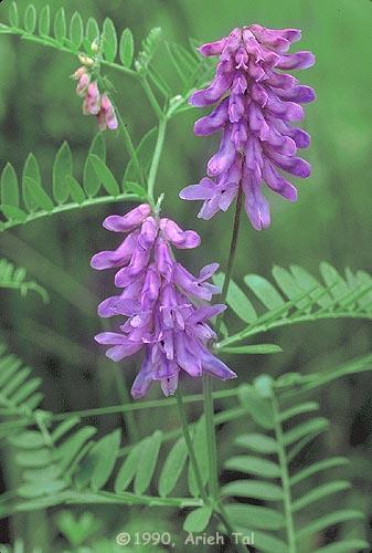 Vicia cracca kaszanyűg bükköny 30-150 cm, elfekvő vagy kapaszkodó G 1 szárnyasan összetett, 10-12 pár keskeny lándzsás levélke, levélkekacs május-szeptember, zászlós fürtben álló kék,