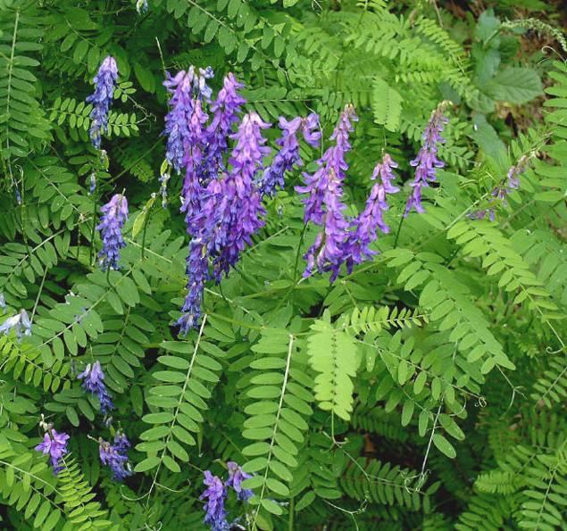 Vicia cracca