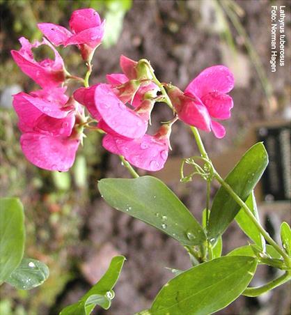 Lathyrus tuberosus mogyorós lednek 30-100 cm, elfekvő vagy kapaszkodó két elliptikus levélke, levélkekacs G 2 június-szeptember, piros pillangós virág