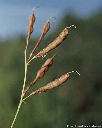 Lathyrus