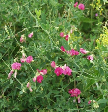 Lathyrus