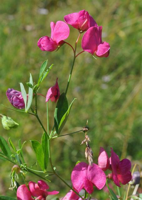 Lathyrus