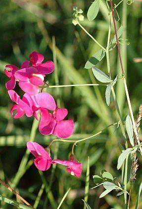 Lathyrus