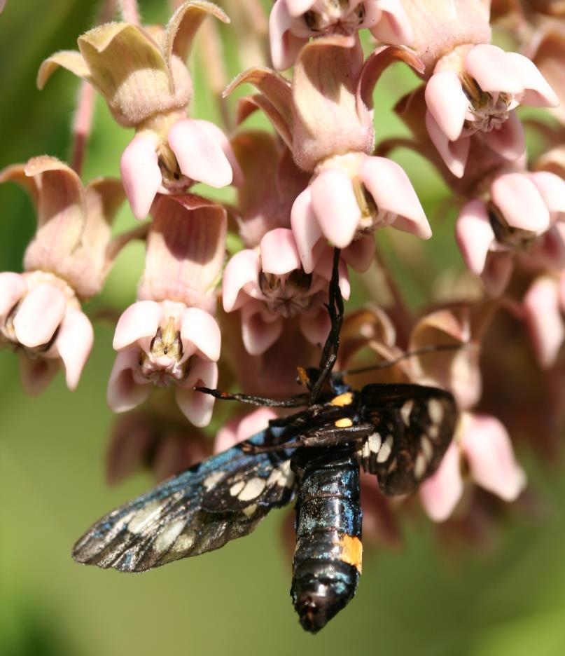 Közönséges selyemkóró Asclepias syriaca