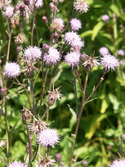 Cirsium arvense mezei aszat G 3 50-100 cm, mély gyökerű (3 m) hosszúkás-lándzsás, fogazott - karéjos, kopasz vagy fonáka molyhos, szúrós élű június-november, 15-20 mm-es fészek, bíbor párta, sátorozó