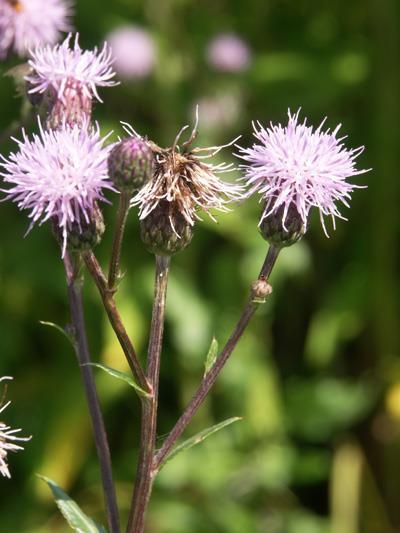 Cirsium