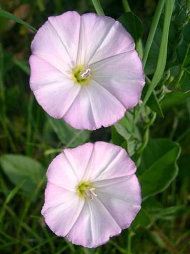 Convolvulus arvensis apró szulák G 3 1-2 m kúszó, felkúszó szár, mély gyökerek (2-3 m), legyökerező szár 2-3 (4) cm hosszú, nyilas-füles vállú, épszélű, dárdás május-október, fehér vagy rózsaszín,