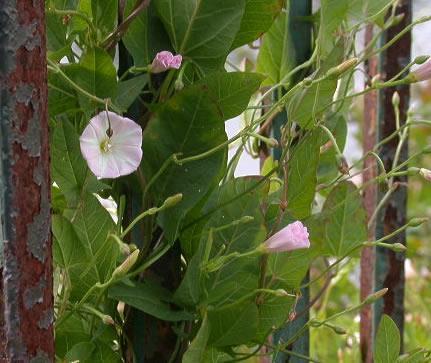 Convolvulus