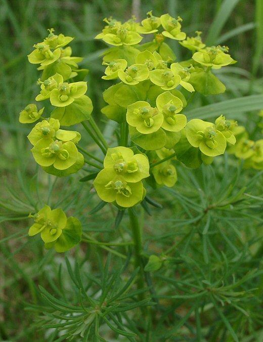 Euphorbia cyparissias farkaskutyatej G 3 15-50 cm, egyszerű, a virágzat alatt meddő hajtások szórt, keskeny szálas - lándzsás április-október, gallérlevelek szálasak, vöröslők lehetnek toktermés