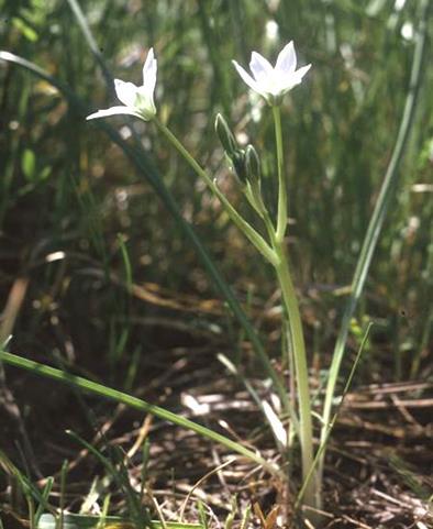 Ornithogalum umbellatum ernyős sárma G 4 10-30 cm, tojásdad hagymájú tőállók, szálasak, lehajlók. április június, sátorozó fürt. Lepellevelei hosszúkásak, felül fehérek, fonákukon zölden csíkos.