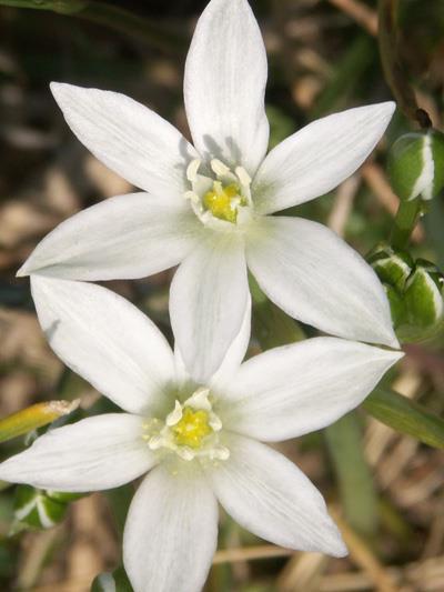 Ornithogalum