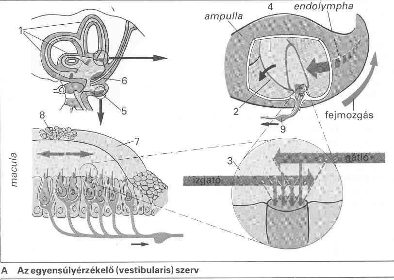 Egyensúlyérzékelés (1) Három receptorterület hozza létre 1. Vesztibularis rendszer fej mozgásait érzékeli 2. Kinesztéziás receptorok jelzik, hogy a test követik 3.