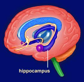 Hippocampus Basalis ganglionok