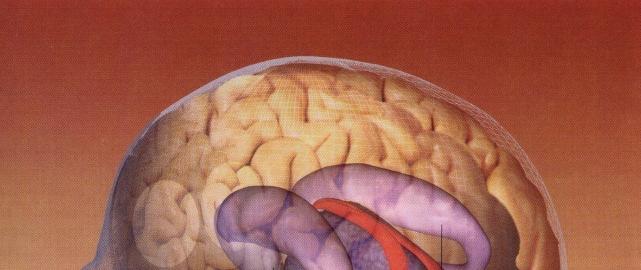 kapcsolatok Thalamus Amygdala