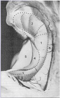 Maguire et al.