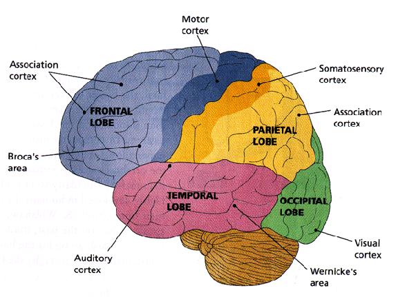 Perszeveráció Rigiditás merevség Absztraktizálási nehézségek Apraxia Disszociáció Broca afázia Mutizmus