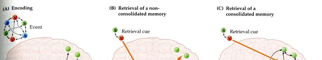 konszolidációja A hippocampus gyorsan kódolja egy esemény vagy fogalom